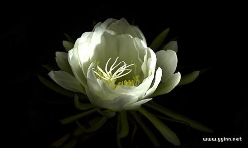 昙花一现的经典句子图片