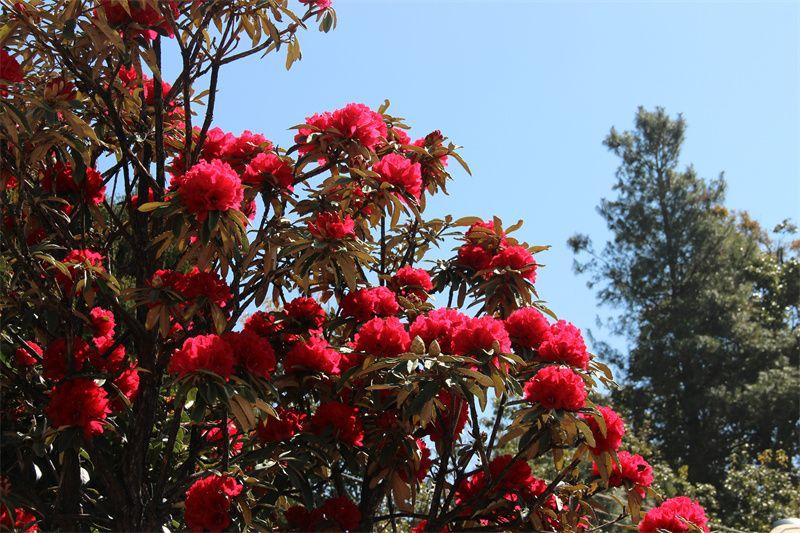 美在大姚丨插花节,彝家人的浪漫情诗-图2